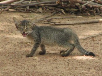 01 Moustique Le Chaton Le Jour De Son Arrivee
